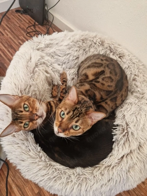 Bengalkatzen, 6 Jahre, nur zusammen