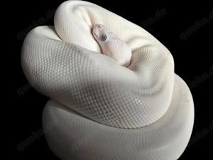 Königspython Blue Eyed Lucy 1.0 