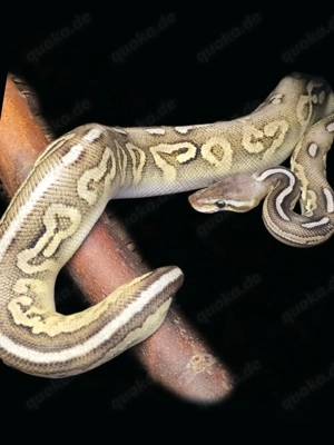 Königspython Adult 0.1