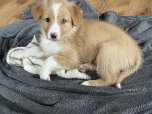 Australien Shepherd -Border Collie Rüde