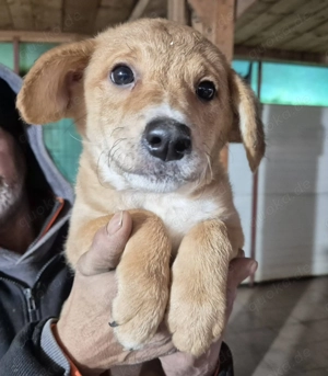 Hier kommt Welpenhündin 890524