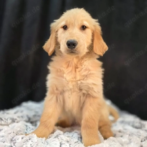 Wunderschöne Rüden und Hündinnen suchen ein liebevolles Zuhause. Sie sind geimpft und tierärztlich u