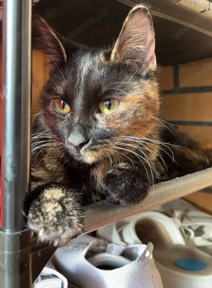 Liebevolle Katze sucht neues Zuhause