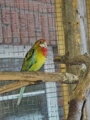 Rosellas  abzugebe  Bild 4