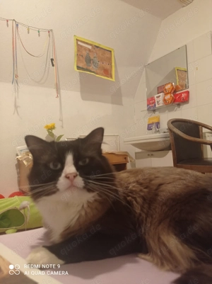 Ragdoll mit Stammbaum 