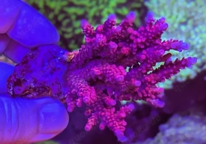 Korallen Ableger Acropora Mango Garden, Four Seasons, andere