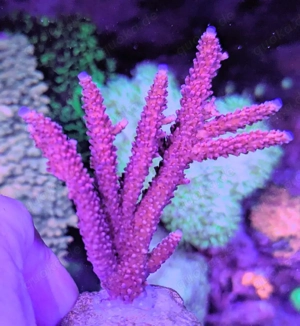 Korallen Ableger Acropora Mango Garden, Four Seasons, andere Bild 6