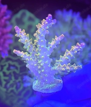 Korallen Ableger Acropora Mango Garden, Four Seasons, andere Bild 4