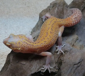 Leopardgecko Sunfire Radar Weibchen