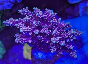 Korallen Ableger Acropora Mango Garden, Four Seasons, andere Bild 3