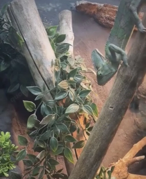 Diverse Terrarien und Bewohner zu verkaufen Bild 5