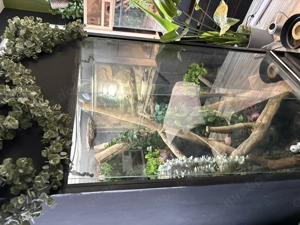 Diverse Terrarien und Bewohner zu verkaufen Bild 2