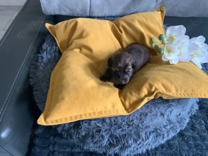 Zwergdackel Welpe  1 .Rüde Langhaar 23.01.2026 geb.