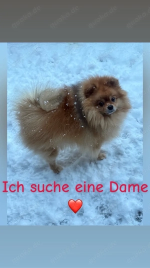 Zwergspitz Pomeranian (Deckrüde)Orange sable dichtes Flauschiges Fell kein Verkauf!!