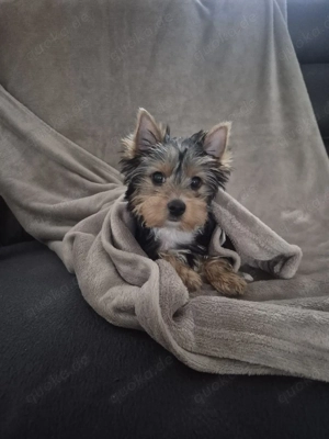 yorkshire terrier Welpen zum verkauf