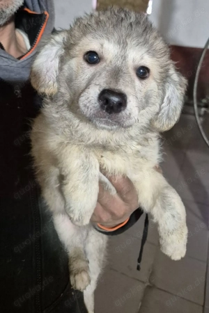 Welpenhündin 890523 - Reserviert!