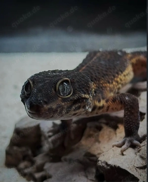 Leopardgecko Black Night Männchen