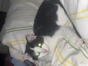 Liebevolle junge Katzendame sucht ein Für-Immer-Zuhause