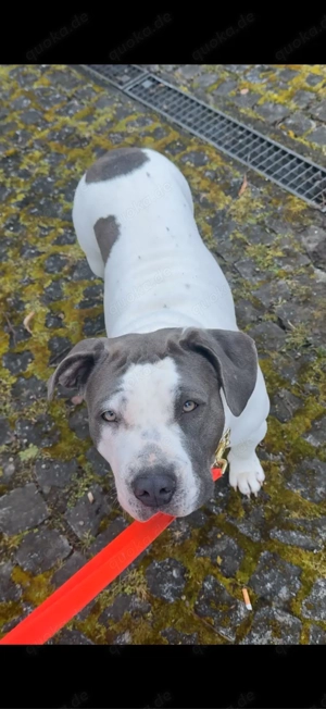 American bulldog sucht zu Hause