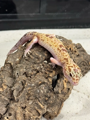 Leopardgecko pastel tremper albino Weibchen