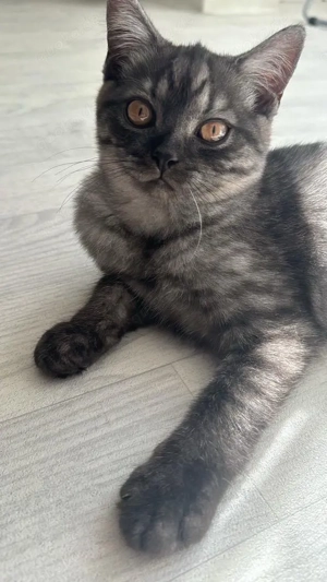 2 BKH Katzen (m w) suchen gemeinsam neues Zuhause