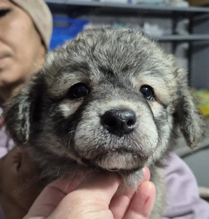 Welpenhündin 890521 sucht ihre Menschen Bild 2