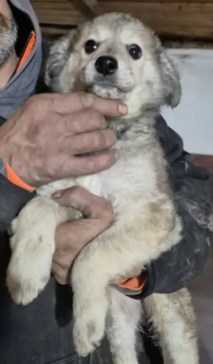 Welpenhündin 890521 sucht ihre Menschen Bild 3