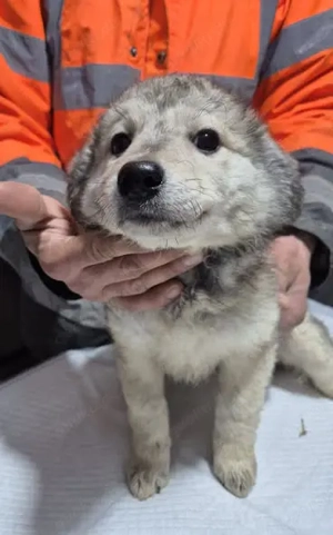 Welpenhündin 890521 sucht ihre Menschen Bild 4