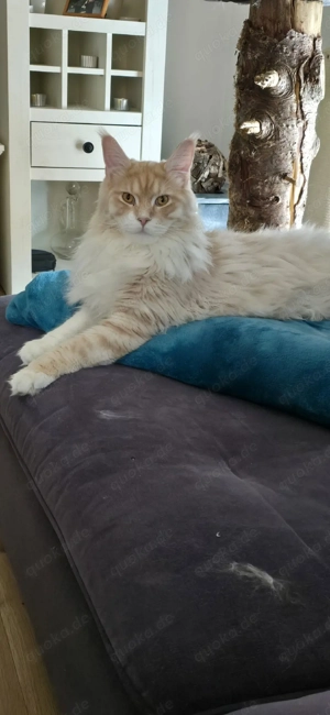 Maine Coon männlich und weiblich 