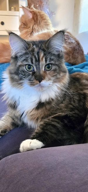 zauberhafte maine coon Katze