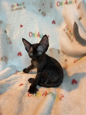 devon rex schwarz kater   FIFE Dtammbaum 