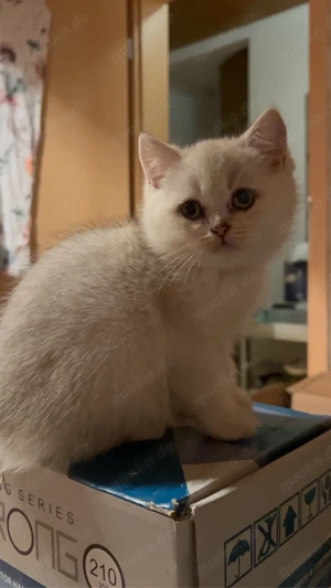 Kätzchen suchen neue Besitzer