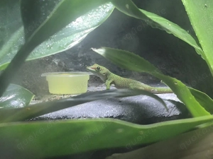 Phelsuma grandis (Großer Madagaskar-Taggecko)   Jungtiere demnächst abzugeben