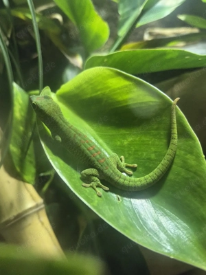Phelsuma grandis (Großer Madagaskar-Taggecko)   Jungtiere demnächst abzugeben