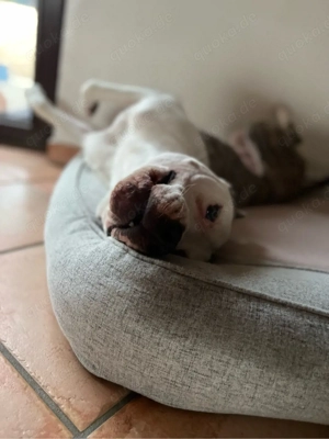 bully mix rüde 5 jahre 