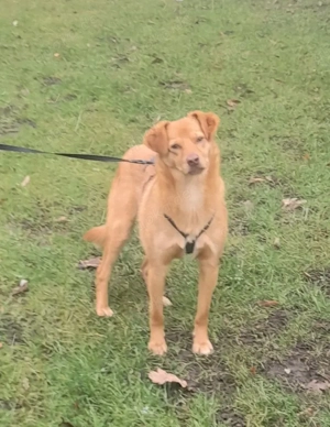 Retriever Mix Sky sucht schönes Zuhause