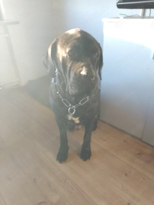 Liebevollen Cane - Corso abzugeben   