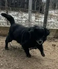 Süßer Mini-Oscar stahl hungrig ein Ei - und kam dafür an die Kette