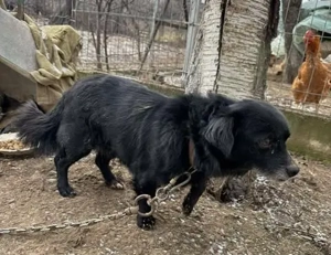 Süßer Mini-Oscar stahl hungrig ein Ei - und kam dafür an die Kette