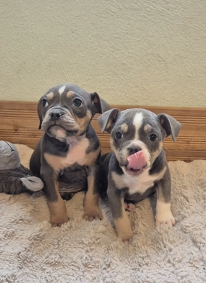 Old English Bulldog Welpen 