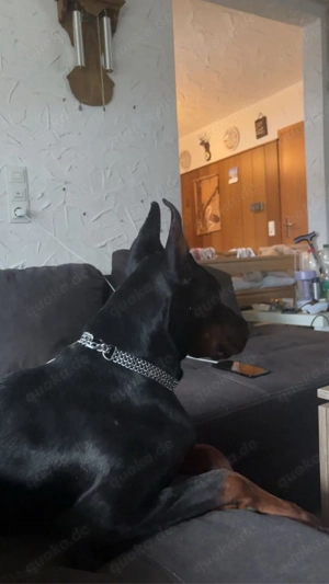 Dobermann Kira (1 Jahr alt) Zucht