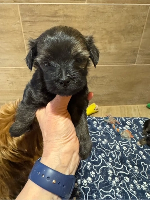 zuckersüsse Bolonka zwetna welpen