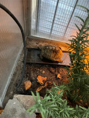 Zuckersüße Baby Schildkröten abzugeben Bild 5
