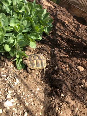 Zuckersüße Baby Schildkröten abzugeben Bild 4