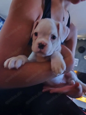 Boxer Welpen zu verkaufen  Bild 6