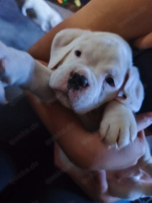 Boxer Welpen zu verkaufen  Bild 5