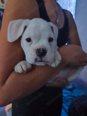 Boxer Welpen zu verkaufen 