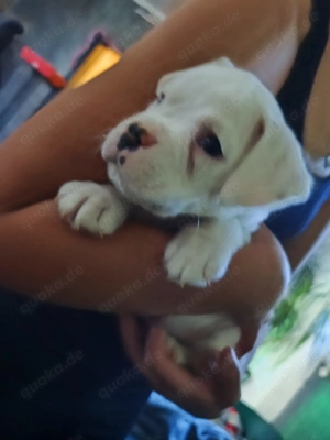Boxer Welpen zu verkaufen  Bild 7