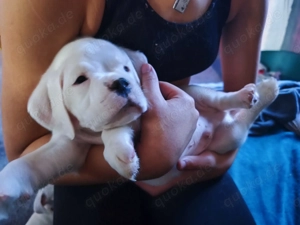 Boxer Welpen zu verkaufen  Bild 9