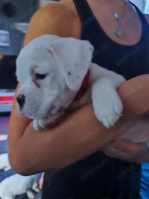 Boxer Welpen zu verkaufen  Bild 3